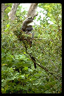 Some kind of ape.  Seattle, Washington