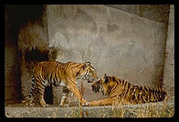 Tigers.  Seattle, Washington