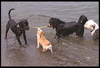 Tug of war.  Seattle, Washington.