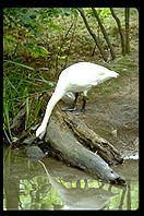 White bird.  Seattle, Washington