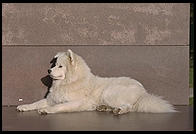 Alex on a marble sculpture in Killian Court, Massachusetts Institute of Technology.