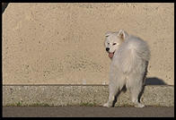 Alex consider a dip  in the chapel moat.  Massachusetts Institute of Technology.