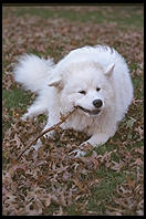 Alex chewing a stick in Killian Court, Massachusetts Institute of Technology.