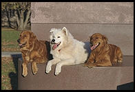 Angus, Alex, and Magnolia.  On a sculpture in Killian Court, Massachusetts Institute of Technology.