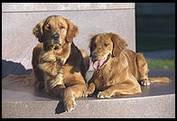 Angus and Magnolia.  Killian Court, Massachusetts Institute of Technology.