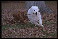 Maggie chases Alex holding a stick