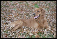 Magnolia sitting in Killian Court, Massachusetts Institute of Technology.