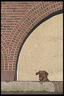 Magnolia in the chapel moat.  Massachusetts Institute of Technology.