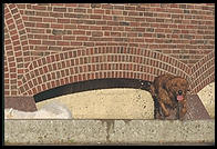 Magnolia jumping out of the chapel moat.  Massachusetts Institute of Technology.