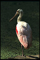 Roseate Spoonbill. Corkscrew Swamp Sanctuary.  SW Florida