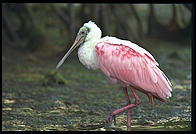 Roseate Spoonbill, Ding Darling Wildlife Refuge, Sanibel Island, Florida