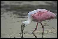 Roseate Spoonbill, Ding Darling Wildlife Refuge, Sanibel Island, Florida