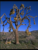 Joshua Tree.  Joshua Tree National Park.