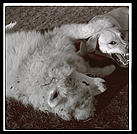 Alex and Maddie.  Harvard Yard 1998.