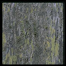 Point Lobos, California