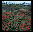 Nani Mau Gardens.  Hilo, Big Island.  Hawaii.