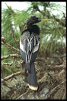 Venice Rookery. SW Florida.