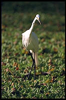 Corkscrew Swamp Sanctuary.  SW Florida