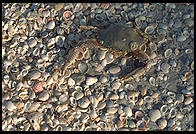 Shells in the morning on the beach at Sanibel Island, Florida