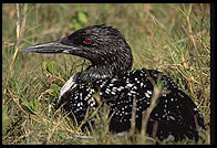 Loon.  Ding Darling Wildlife Refuge, Sanibel Island, Florida