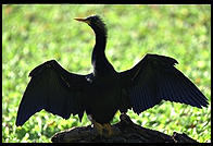 Anhinga. Corkscrew Swamp Sanctuary.  SW Florida