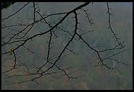 Tree branch at Glen Ellis Falls on Rt. 16 in New Hampshire