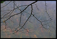 Tree branch at Glen Ellis Falls on Rt. 16 in New Hampshire