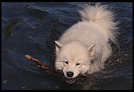 Alex swimming in Vermont.