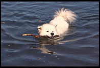 Alex swimming in Vermont.