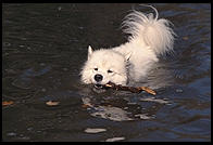 Alex swimming in Vermont.