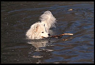 Alex swimming in Vermont.