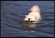 Alex swimming in Vermont.