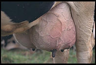Cow Udder.  Southern Vermont