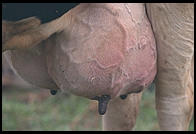 Cow Udder.  Southern Vermont
