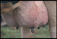 Cow Udder.  Southern Vermont