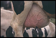 Cow Udder.  Southern Vermont