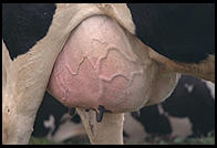Cow Udder.  Southern Vermont