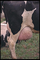 Cow Udder.  Southern Vermont