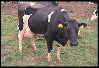 Dairy Cow.  Southern Vermont