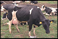 Dairy Cow.  Southern Vermont