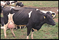 Dairy Cow.  Southern Vermont