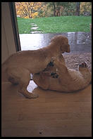 Edward Tufte's Golden Retriever puppies, Anna and Zerlina, 15 weeks old