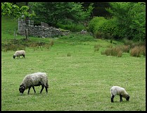 Digital photo titled sheep-and-wall