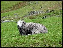 Digital photo titled sheep